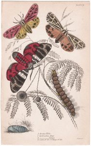 Plate 19

Arctia Hebe